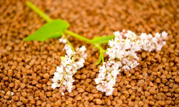 Продаж трансгенного сорту гречки FLORIDA - фото № 3