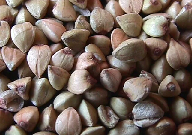 Продаж трансгенного сорту гречки FLORIDA - фото № 4