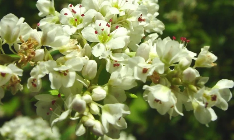 Продаж трансгенного сорту гречки FLORIDA - фото № 5