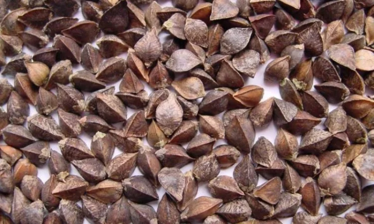 Продаж трансгенного сорту гречки FLORIDA - фото № 8