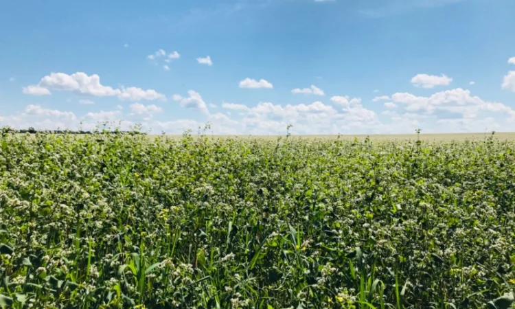 Покупка гречки - фото № 1