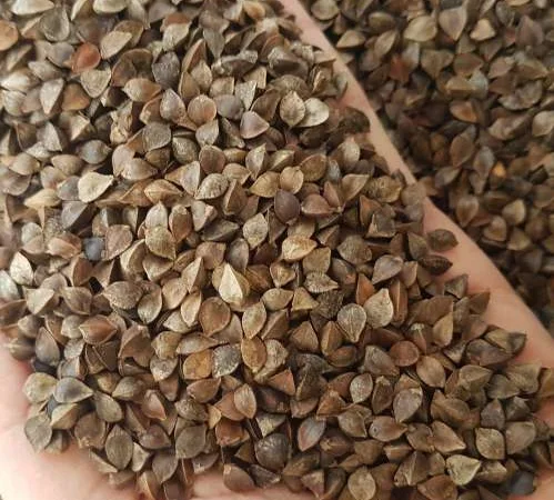 Насіння гречки GRANBY на продаж - фото № 1