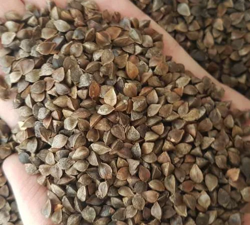 Семена гречки PENNY (еліт) - високоврожайний сорт - фото № 1