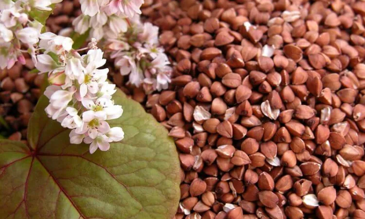 Закупівля гречки - фото № 1