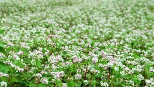 Продается семена гречки, сорт Гренбі - фото № 1