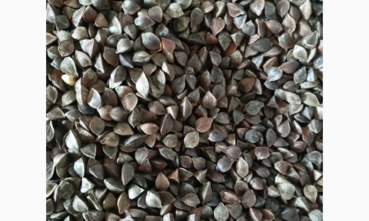 Семена Гречихи сорт Украинка - фото № 1