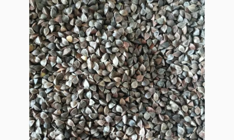 Семена Гречихи сорт Украинка - фото № 2