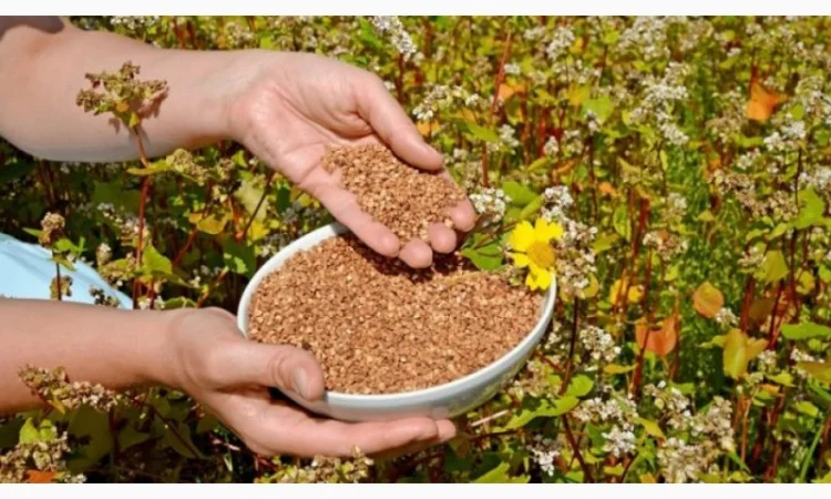 Насіння гречки Ярославна і Селяночка еліта - фото № 1