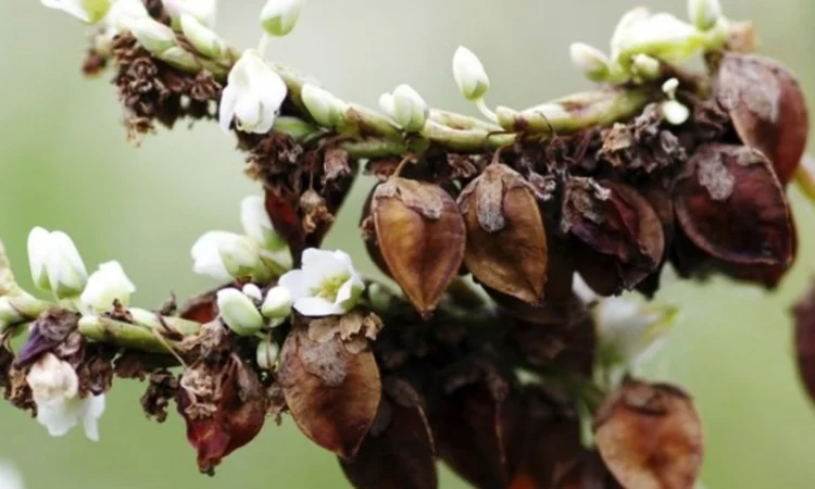 Продажа сертифицированной гречки: Дикуль, Арно, Девятка - фото № 2