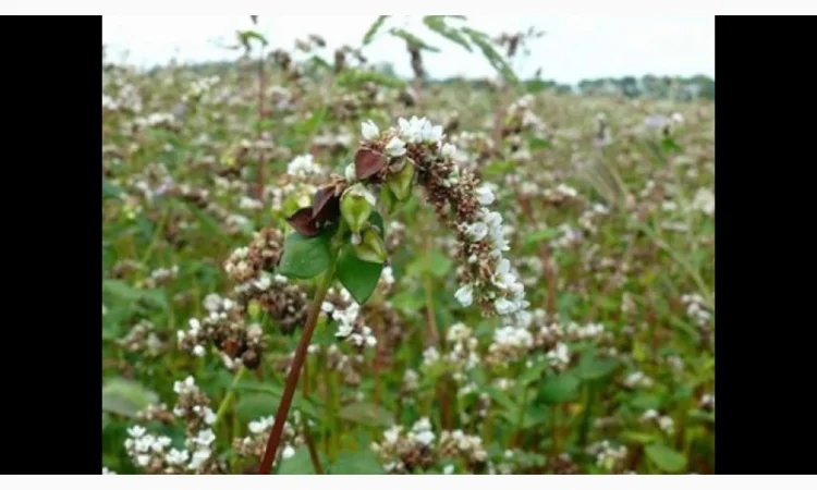 Продажа сертифицированной гречки: Дикуль, Арно, Девятка - фото № 3