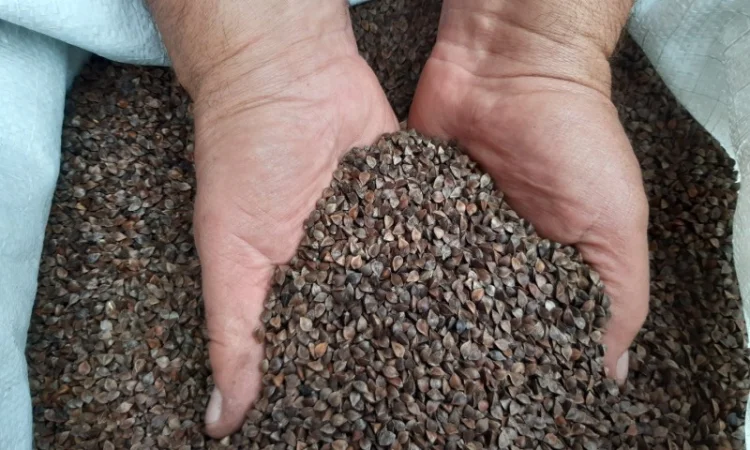 Продажа сертифицированной гречки: Дикуль, Арно, Девятка - фото № 4