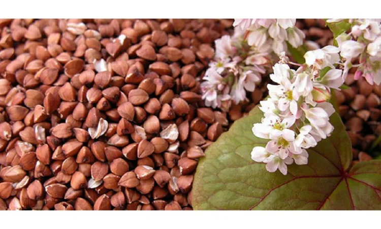 Гречка - Крупа гречневая - фото № 1