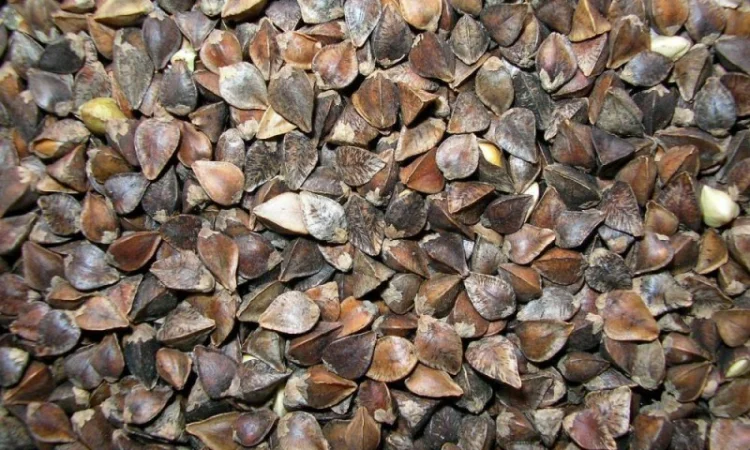 Насіння гречки сорт 'Арно' 1 репродукція с. Жильжа - фото № 1