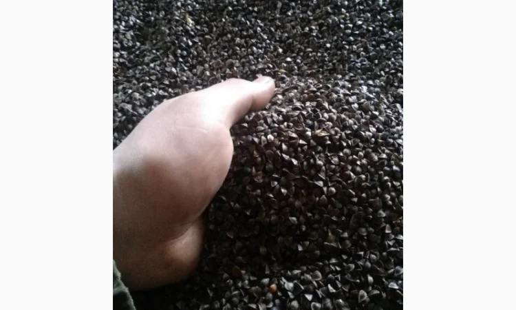 Гречка "Арно" (Посівну) у продажу - фото № 1