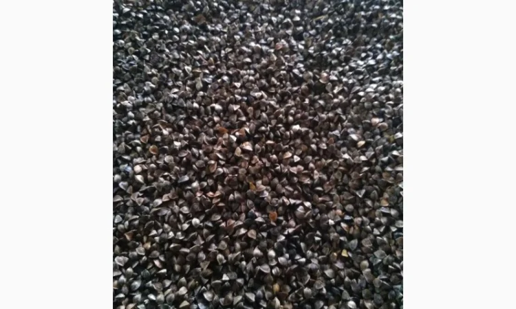 Гречка "Арно" (Посівну) у продажу - фото № 3