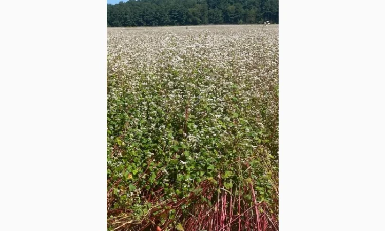 Продается органическая гречка - фото № 1