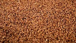 Гречка (гречиха) - фото № 1