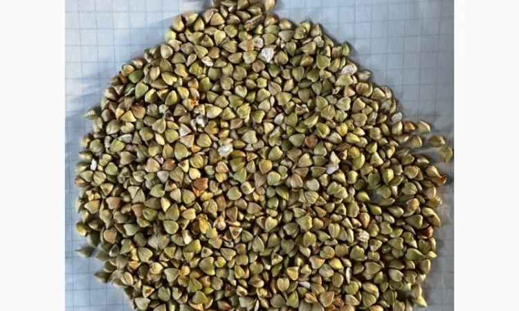 Зелена гречка - фото № 1