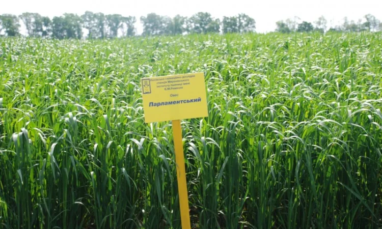 Продаж насіння овса посівного - фото № 2