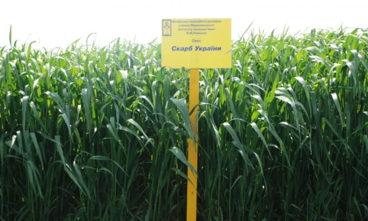 Продаж насіння овса посівного - фото № 1