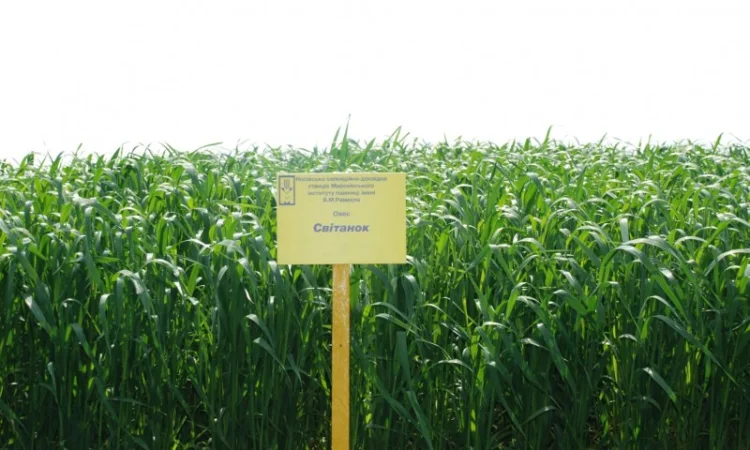 Продаж насіння овса посівного - фото № 4