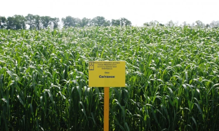 Продаж насіння овса посівного - фото № 5