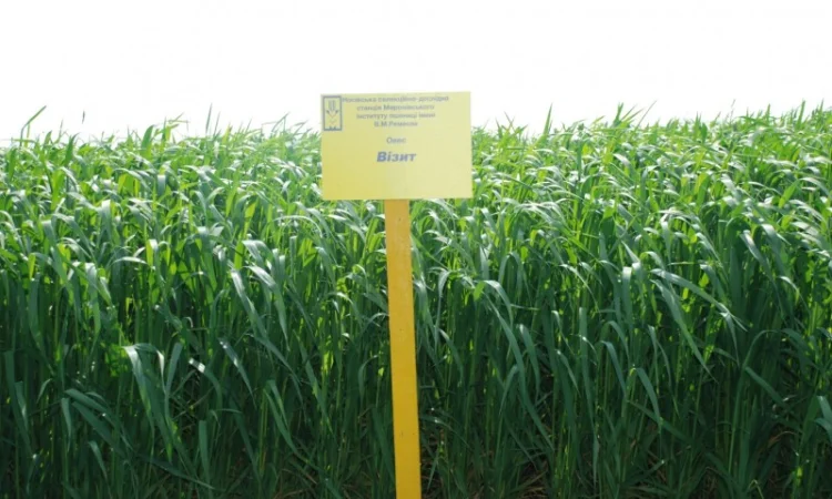 Продаж насіння овса посівного - фото № 6