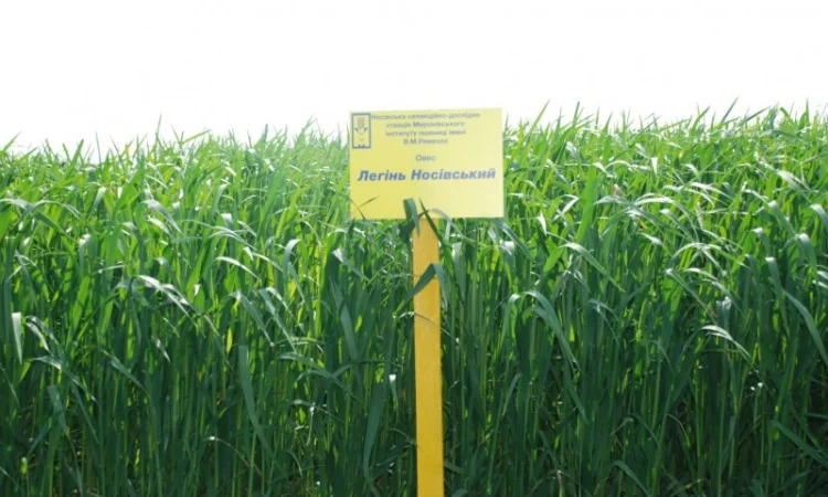 Высокопродуктивный овес посевной - фото № 7