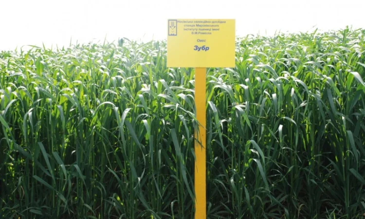 Продаж насіння овса посівного - фото № 8