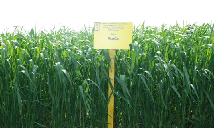 Продаж насіння овса посівного - фото № 9