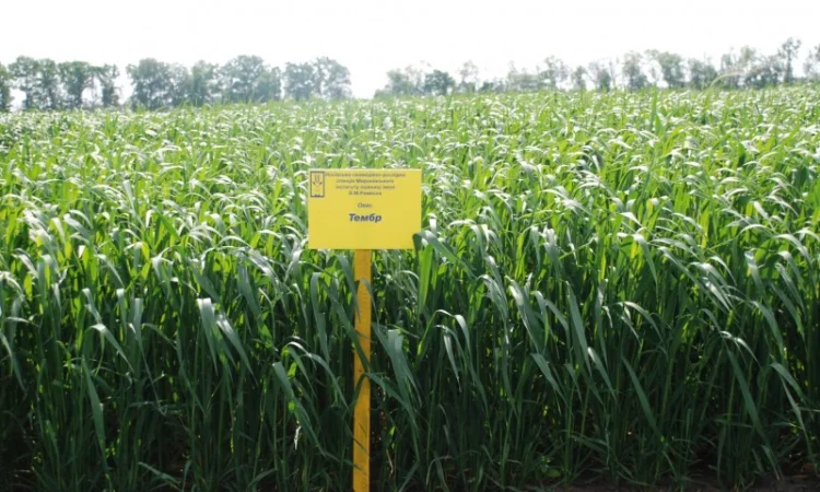 Продаж насіння овса посівного - фото № 10