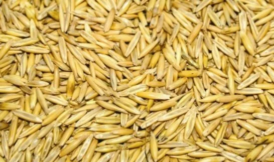 Семена овса Чернігівський 28 еліта 1 репрод - фото № 1