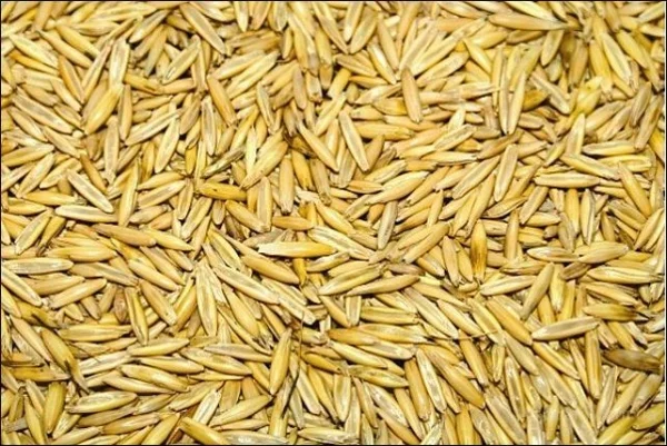 Семена овса Нептун елита на продаж - фото № 1