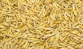 Овес Світанок на продаж - фото № 1