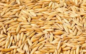 Насіння овса Деснянський еліта на продаж - фото № 1