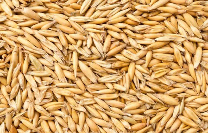 Покупка овса насипом - фото № 1