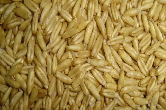 Куплю овес голозерний - фото № 1