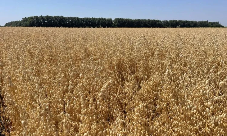 Овес посівний Нептун на продаж - фото № 2