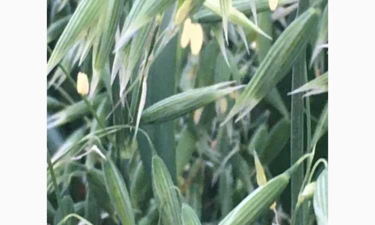 Овес посівний Нептун на продаж - фото № 3