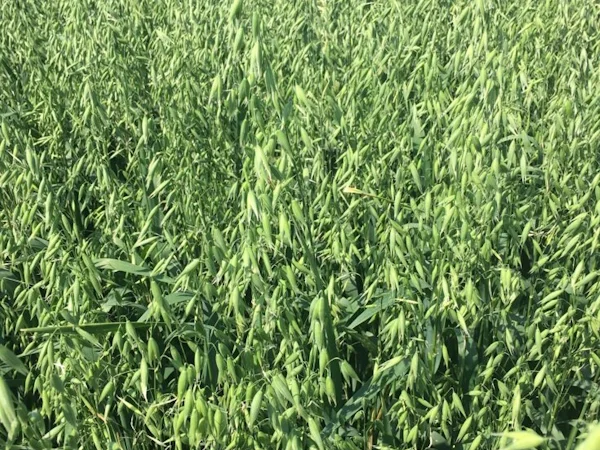 Овес посівний Нептун на продаж - фото № 4