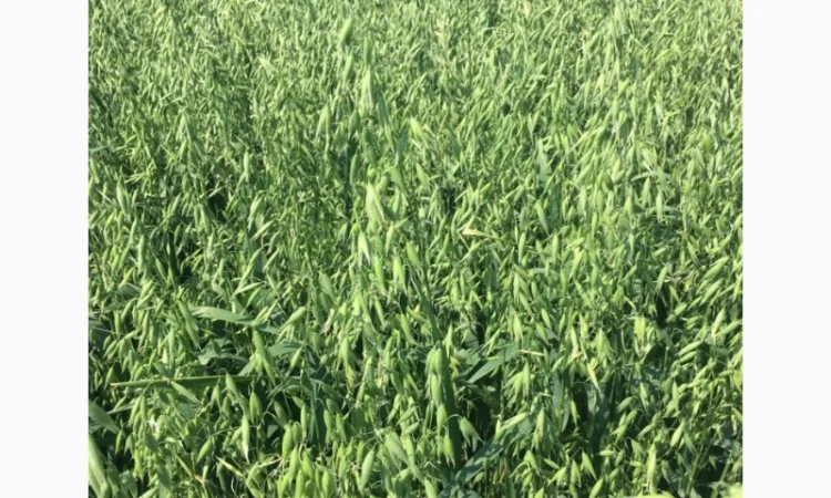 Овес Нептун для посіву - фото № 2