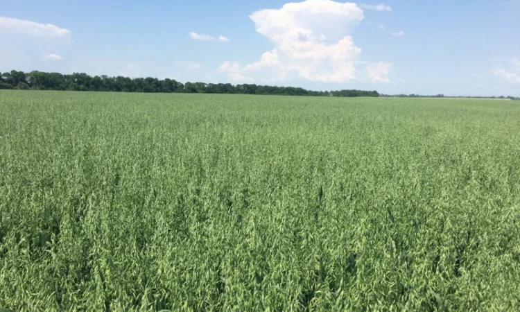 Овес Нептун для посіву - фото № 3