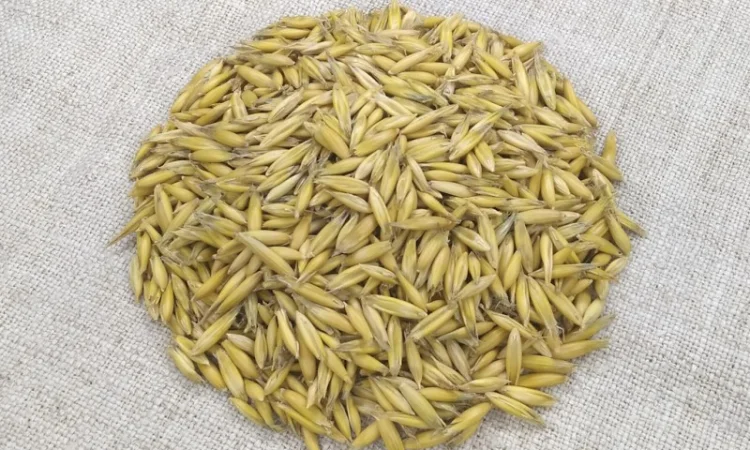 Продаж овса посівного Світанок - фото № 1