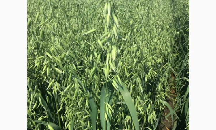 Продаж овса посівного Світанок - фото № 2