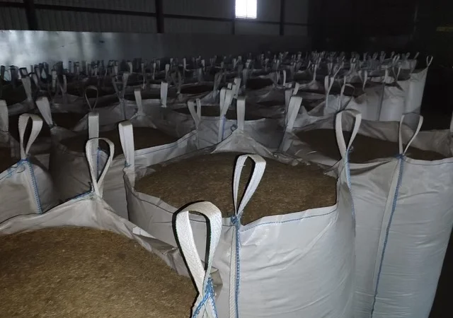 Продажа овса Прокоп для посіву - фото № 3