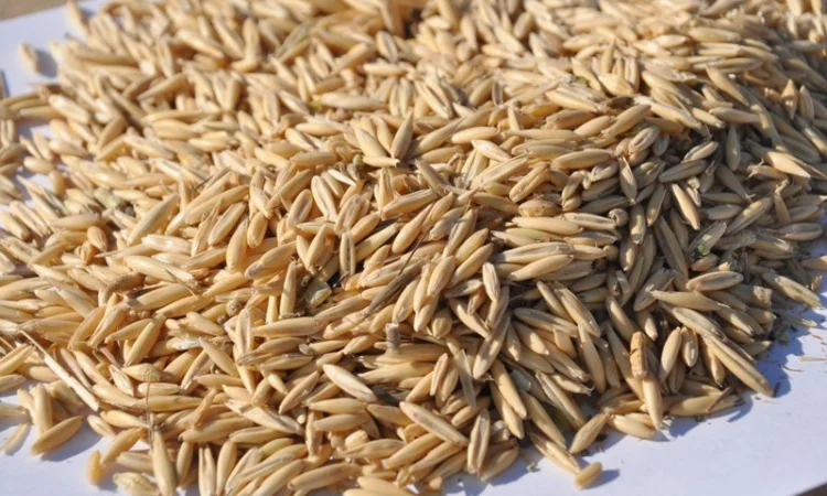 Закупівля овса нового врожаю - фото № 1