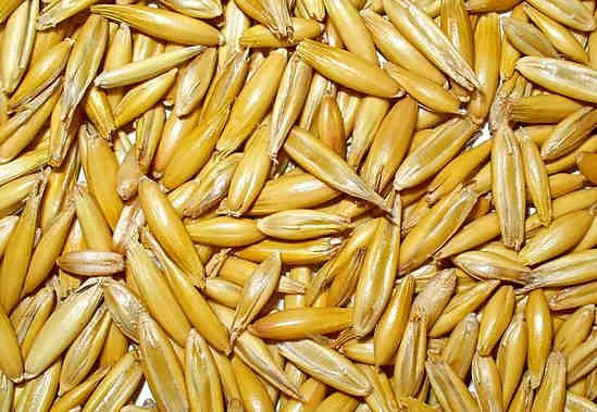 Закупівля овса для переробки - фото № 1