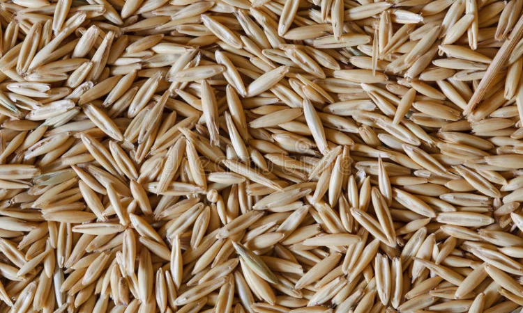 Закупляемо овес и отходи на самовивоз - фото № 1