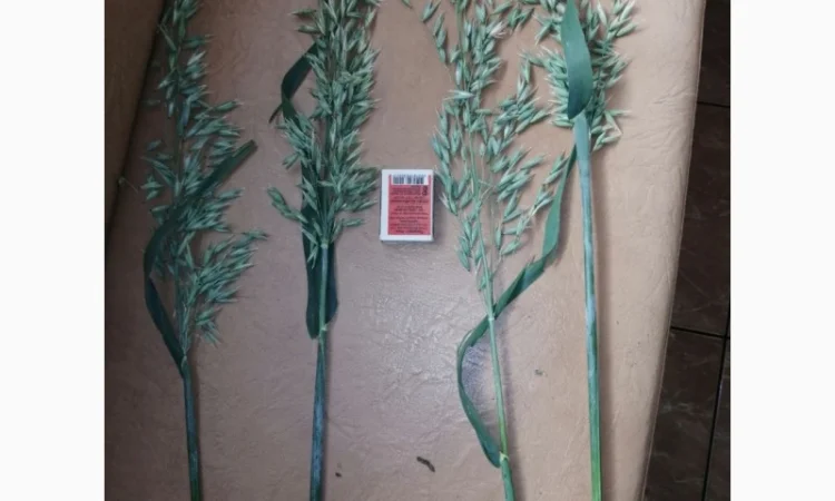 Овес на посів, сорти Парламентський та Світанок C-1 - фото № 2