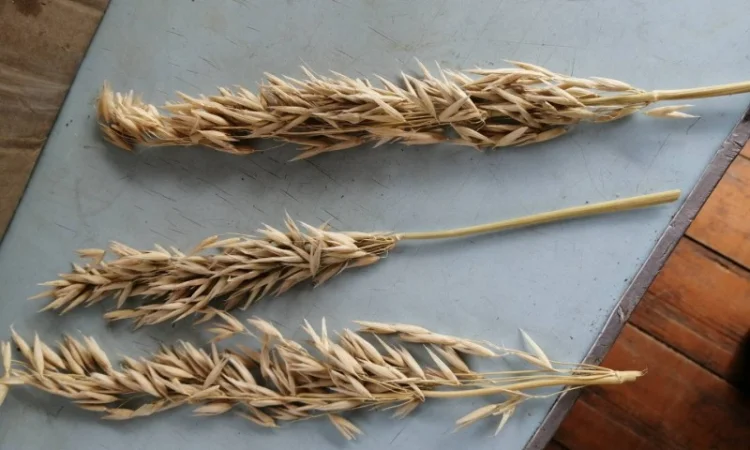 Овес на посів, сорти Парламентський та Світанок C-1 - фото № 3